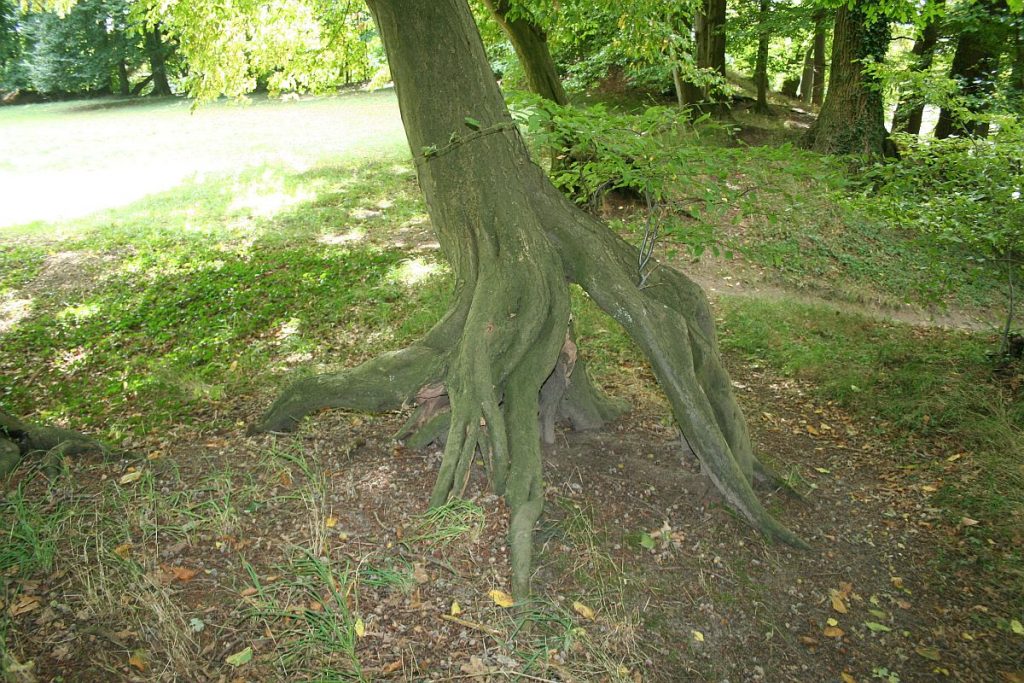 Zwieselbaum Vergabelung am Wurzelwerk