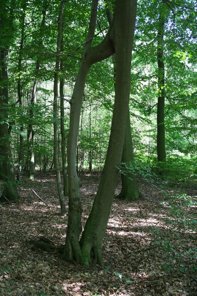 Zwieselbaum