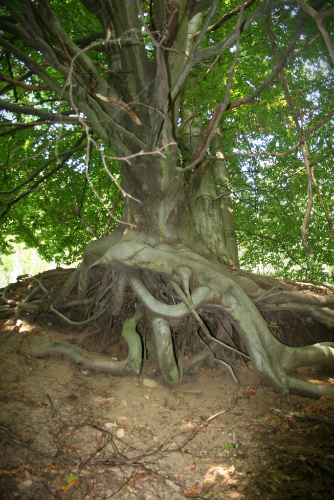 Zwieselbaum