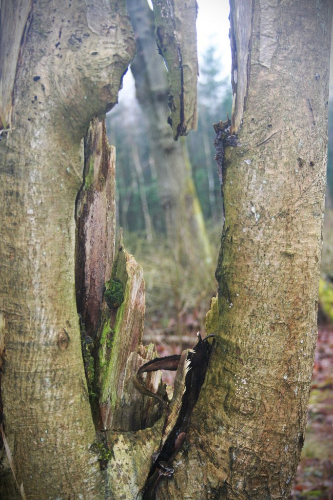 Zwieselbaum