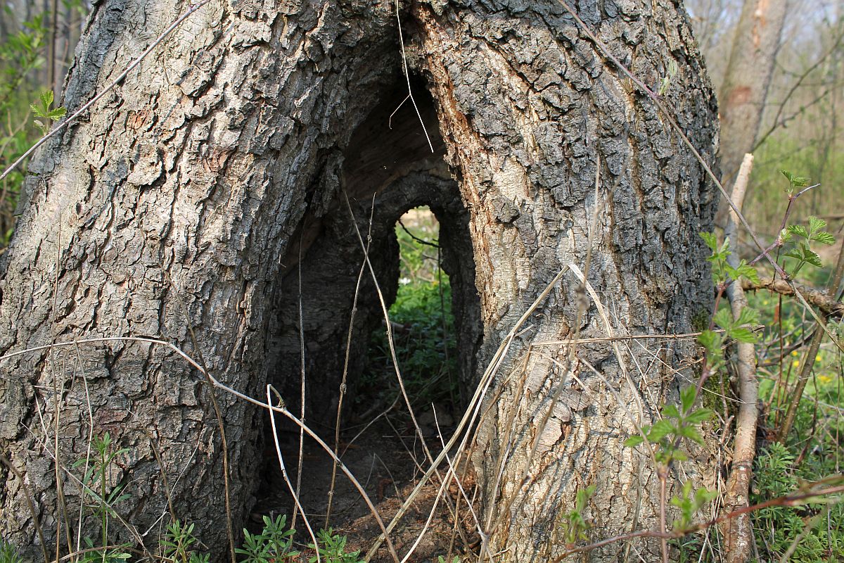 Zwieselbaum Vergabelung am Wurzelwerk