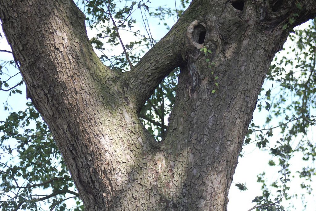 Zwieselbaum Vergabelung am Stamm