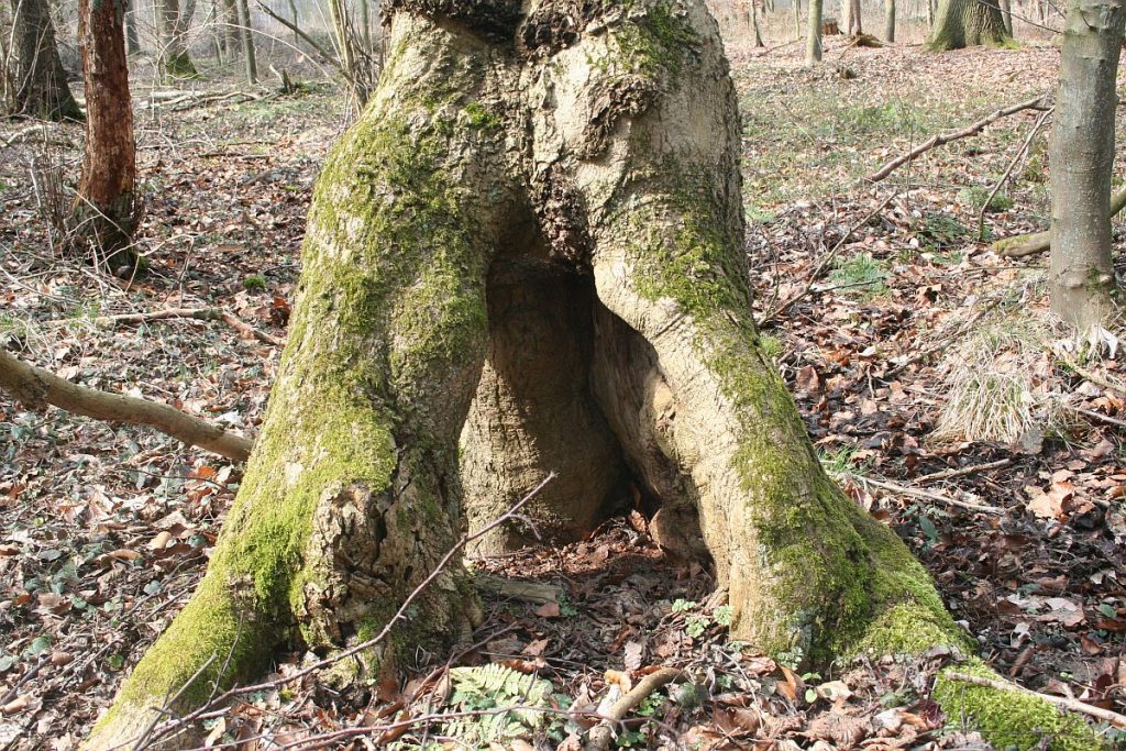 Zwieselbaum Gabelung an der Verwurzelung