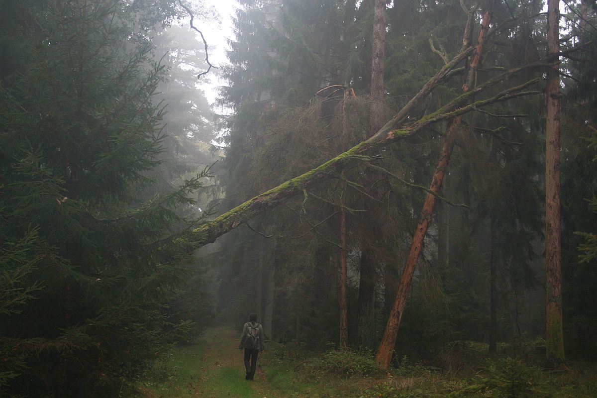 Umgestürzter Baum im Wald
