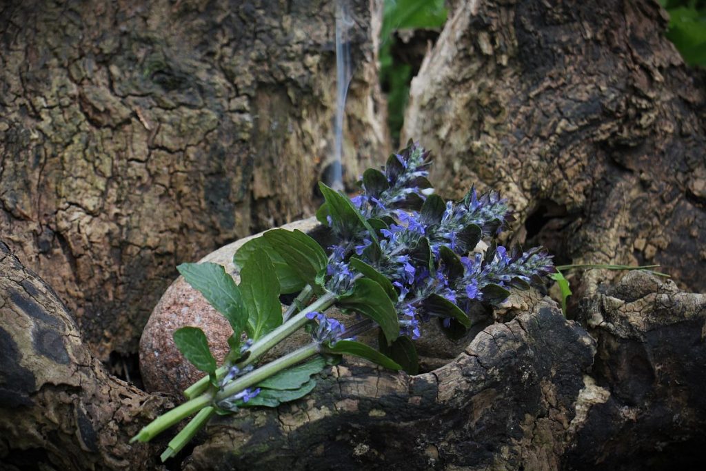 Mit dem Günsel räuchern