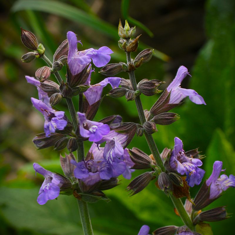 Wunderschöne Salbeiblüte
