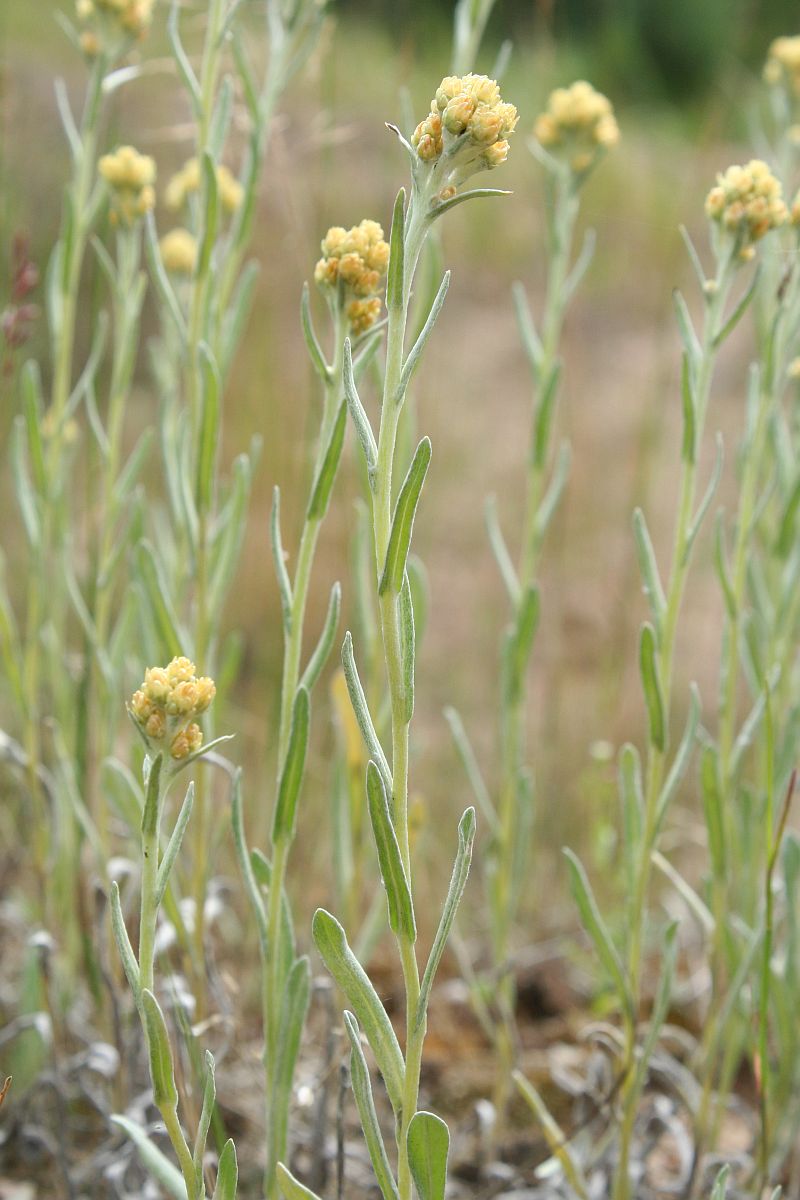 Sandstrohblume