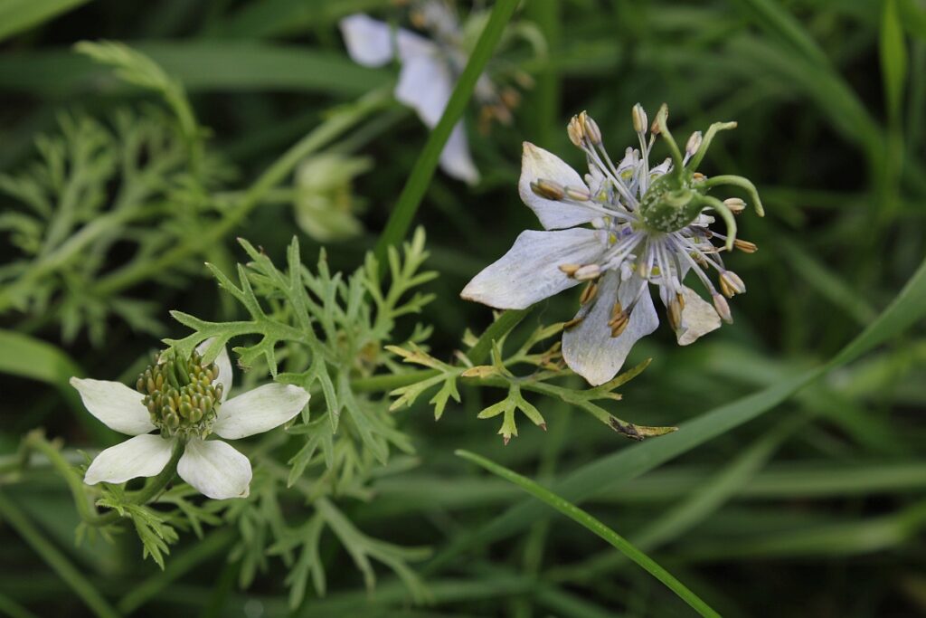 Echter Schwarzkümmel