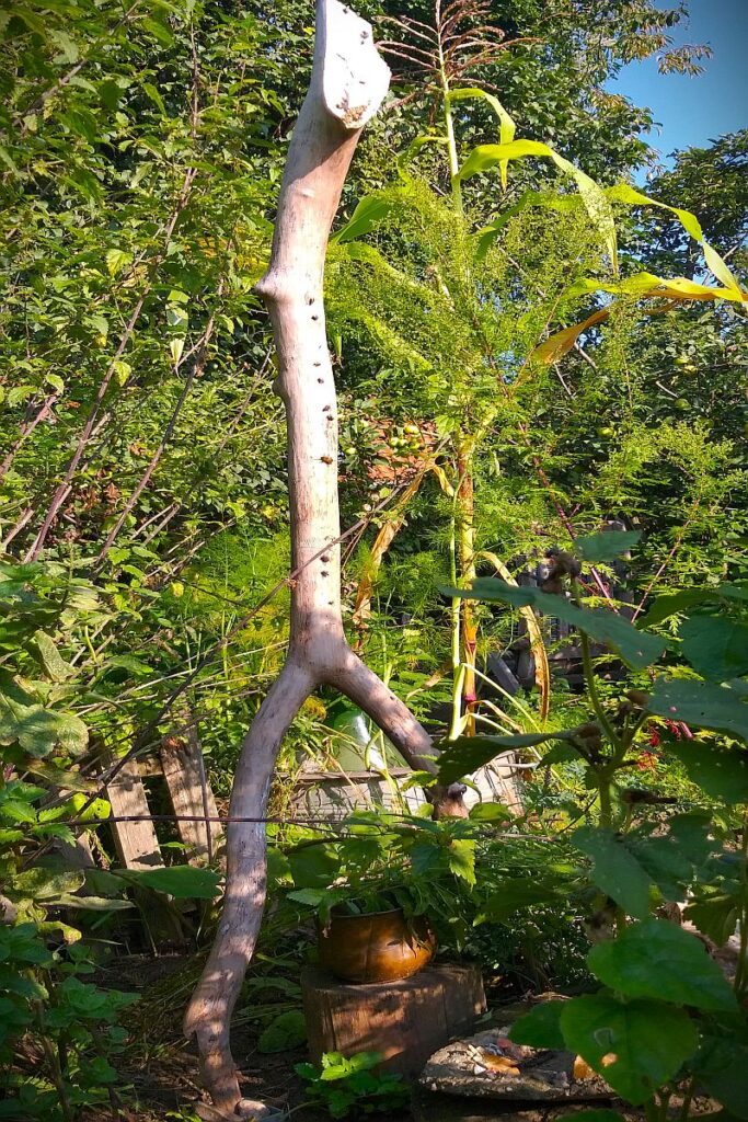 Pfahlgott in meinem Garten