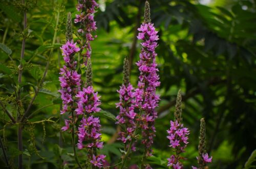 Blutweiderich räuchern: Magische Kraft für Schutz und Versöhnung