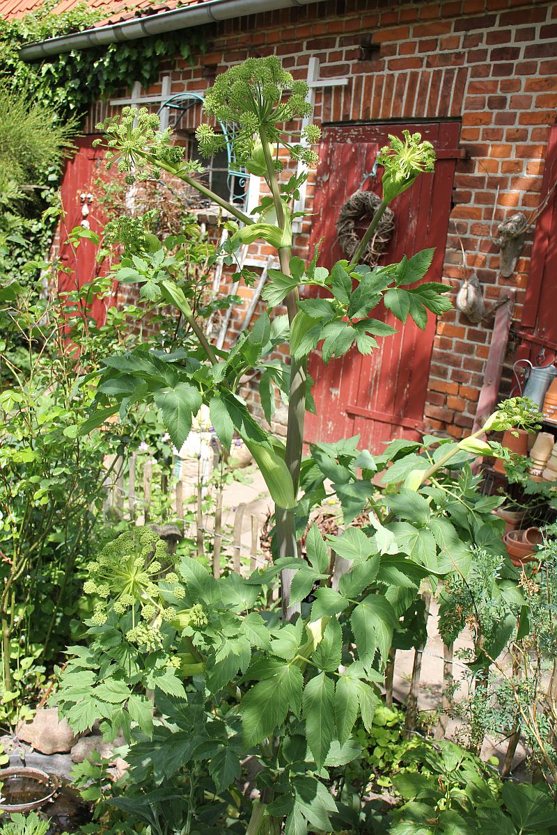 Engelwurz in meinem Garten