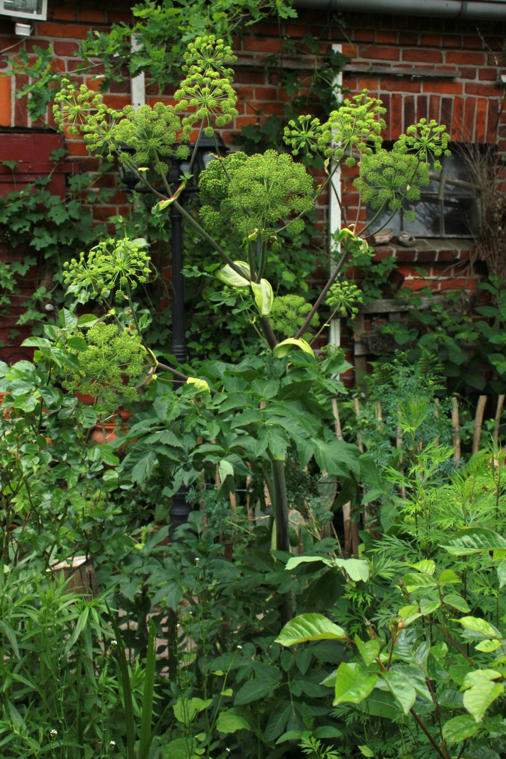 Engelwurz in meinem Garten