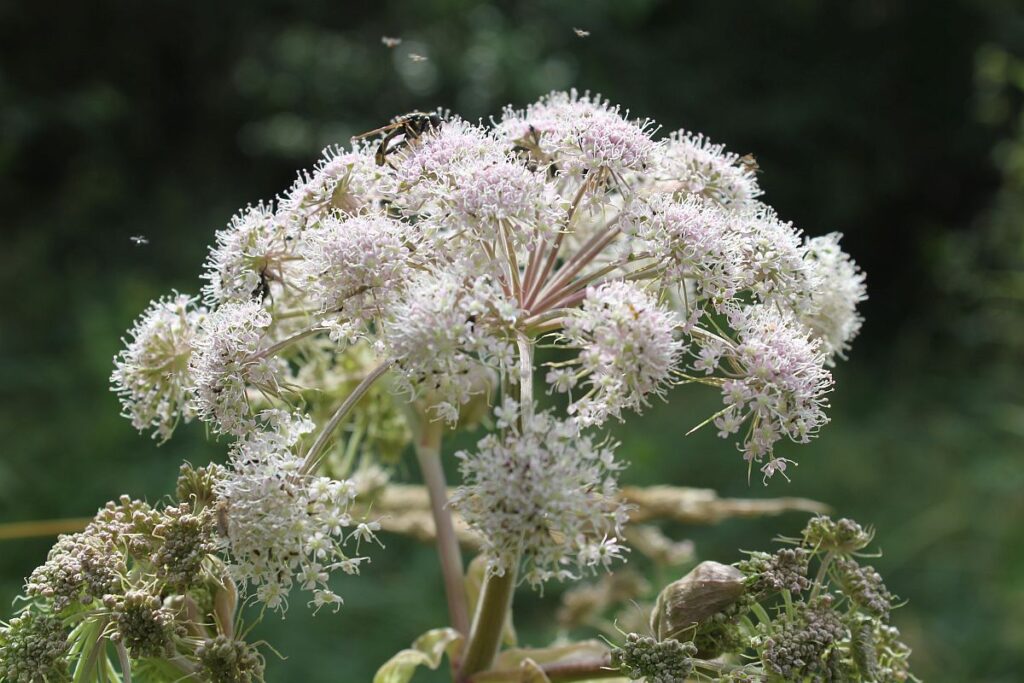 Wald-Engelwurzblüte