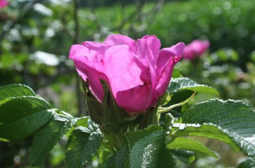 Rosengelee zum Selbermachen