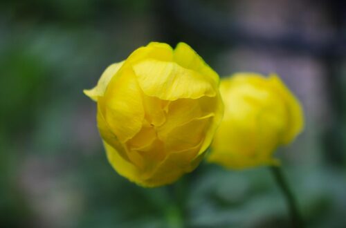 Pflanzen-Steckbrief. Die Trollblume