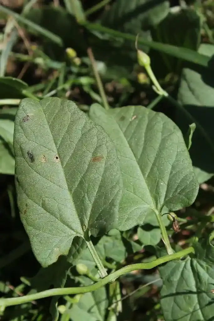 Blattform der Ackerwinde