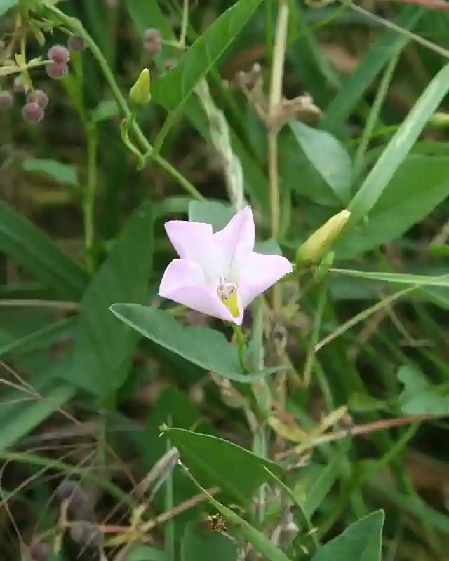 Die Ackerwinde tätigt Schliessbewegungen bei kühlem Wetter