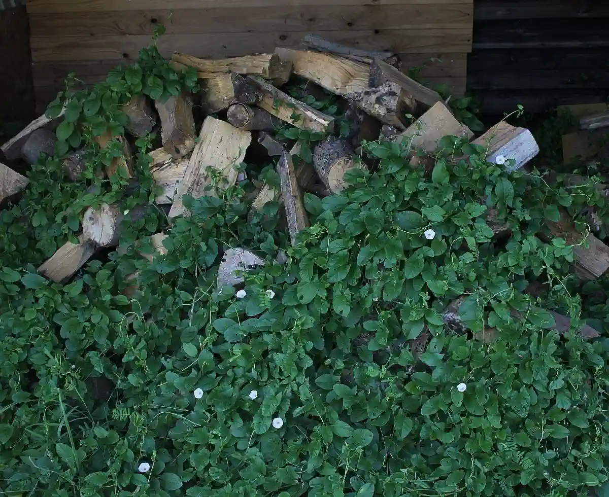 Holzhaufen sind super zum Wachsen der Ackerwinde