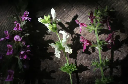 Berufen & Beschreien: Alter Schutzzauber, Bäder & Berufkräuter