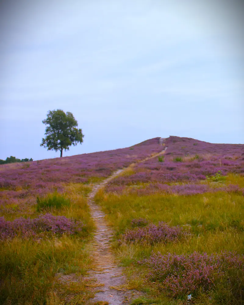 Ein Hünengrab in der Bretziner Heide