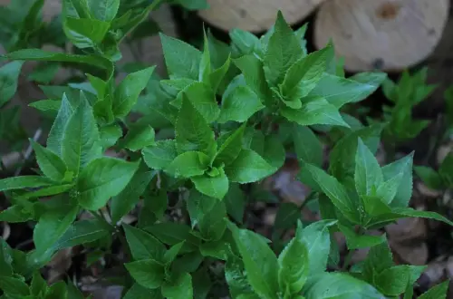 Das Bingelkraut war früher ein magisches Kraut