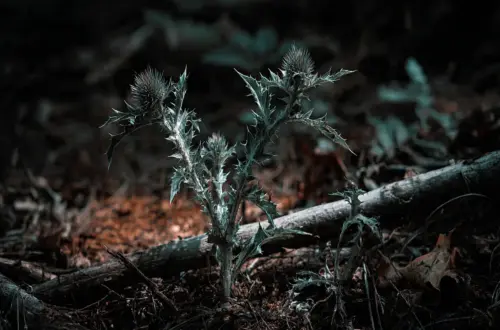 Die Distel: Schutz vor Hexen, die Unruh & alte Sagen