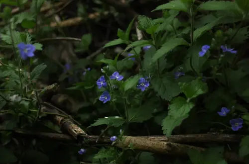 Der Ehrenpreis: Naturgeister, Wetterzauber und Räucherwerk