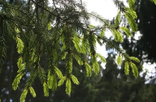 Fichte: Brauchtum, Magie und Rezepte aus dem Wald