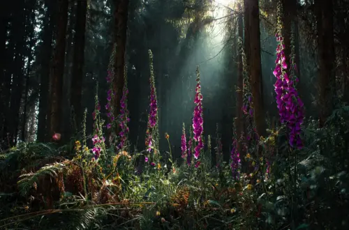 Der Rote Fingerhut: Elfenhut & Schutzmagie