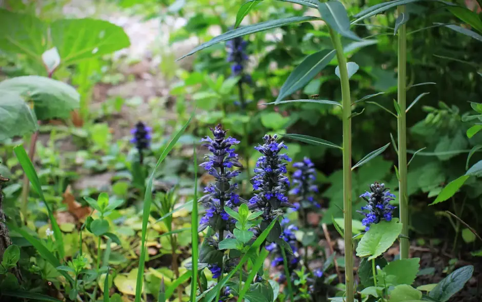 Violette Blüten des Kriechenden Günsels inmitten von grünem Blattwerk