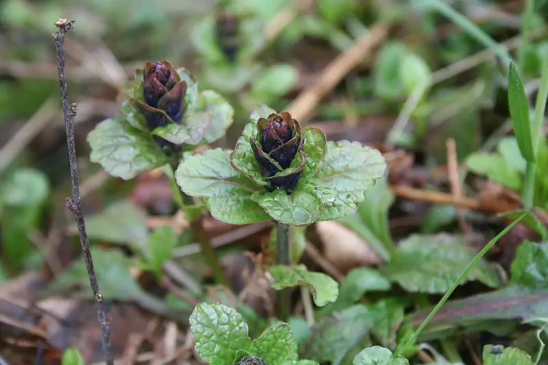 Kriechender Günsel mit dunkelvioletten Blütenknospen und grünen Blättern
