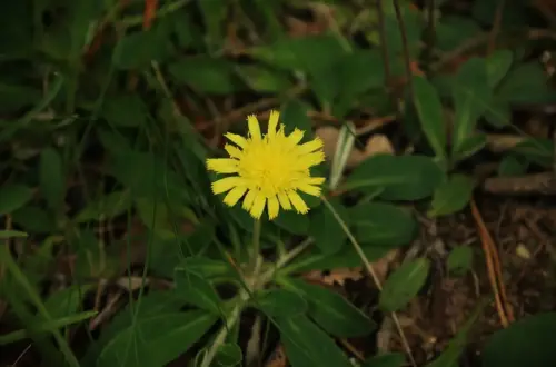 Die Magie des Habichtskrauts: Klarsicht räuchern & Geisterbann