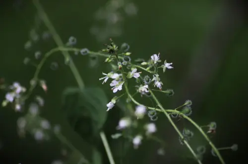 Das Hexenkraut: Eine mächtige Zauberpflanze der Naturmagie