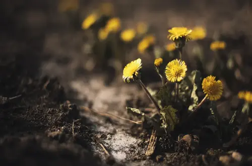 Der Huflattich: Altes Brauchtum, Räucherwerk & Tabakersatz