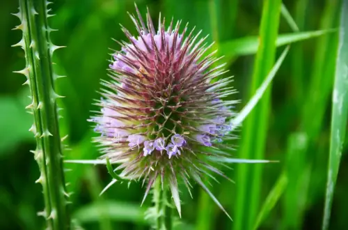 Die Wilde Karde: Venusbecken & Ernteorakel