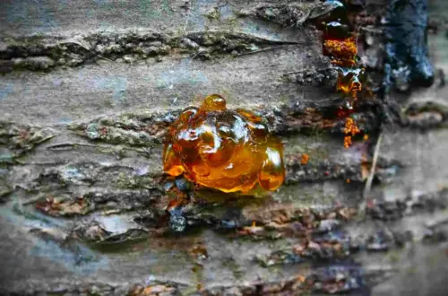 Kirschgummi (Katzengold): Magie, Brauchtum & Räucherwerk