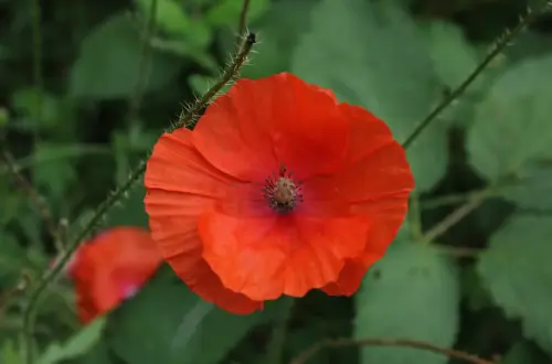 Der Klatschmohn: Pflanzenmagie & Kräuterwissen