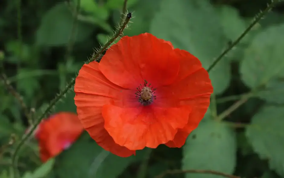 Nahaufnahme einer leuchtend roten Mohnblüte vor grünem Hintergrund