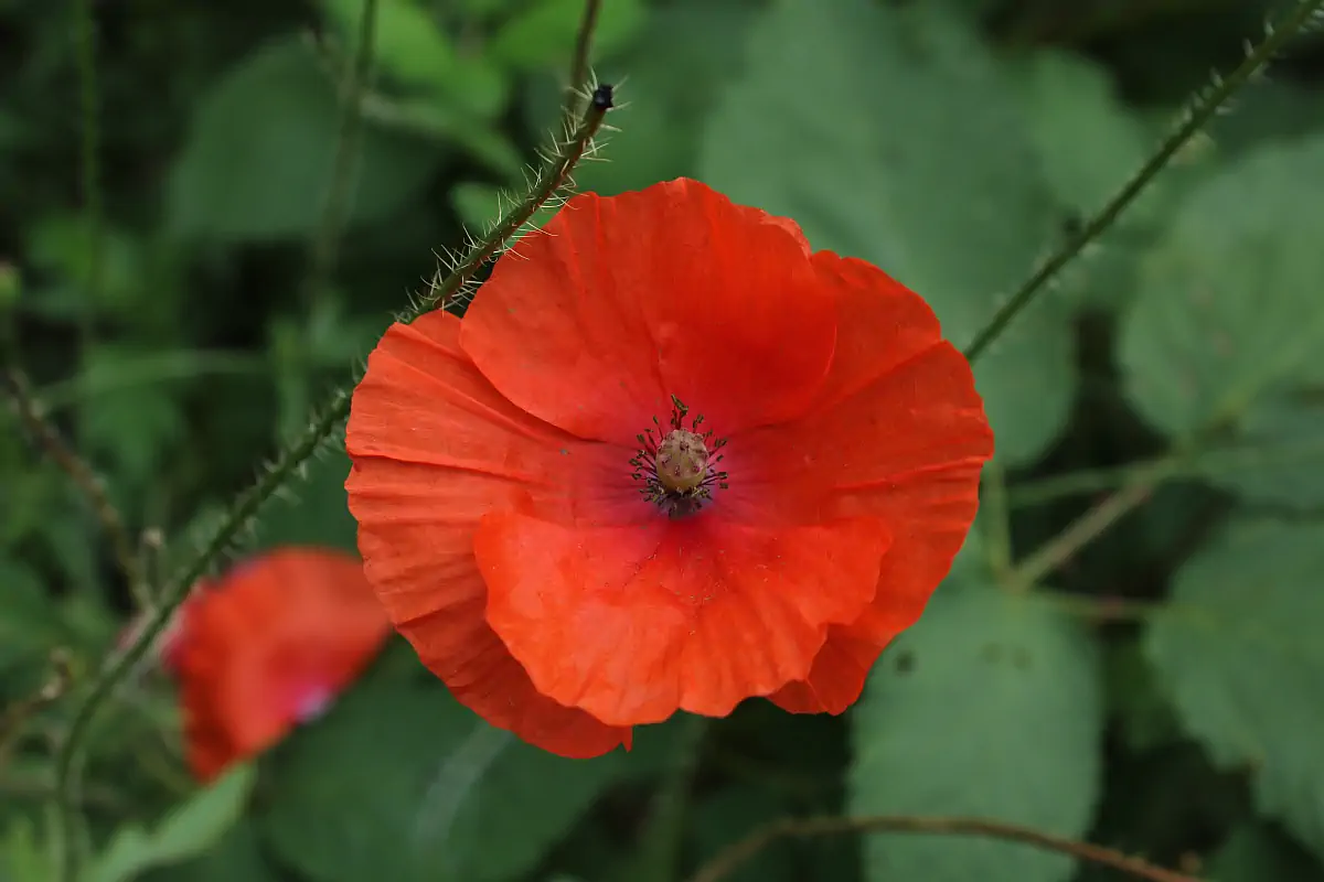Nahaufnahme einer leuchtend roten Mohnblüte vor grünem Hintergrund