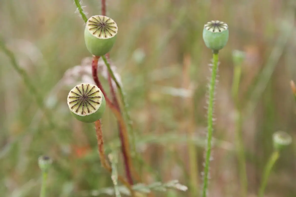 Nahaufnahme von grünen Mohnkapseln in einem Feld