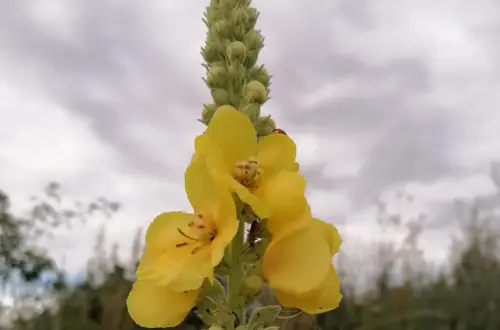 Die Königskerze: Sonnenbraut, Rauchzauber & Magie