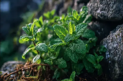 Das Krauseminz-Wasser: Altes Hausmittel gegen Knitter & Klarheit