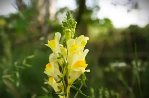 Das Leinkraut: Schutzmagie der Nornen, Beschreikraut & Räuchern