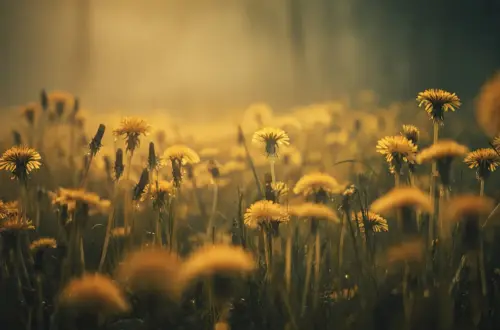 Der Löwenzahn: Vom Wetterorakel zum kraftvollen Räucherwerk