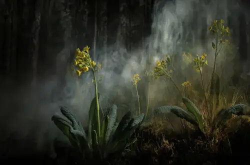 Schlüsselblume & Lungenkraut: Magie, Brauchtum und Orakel