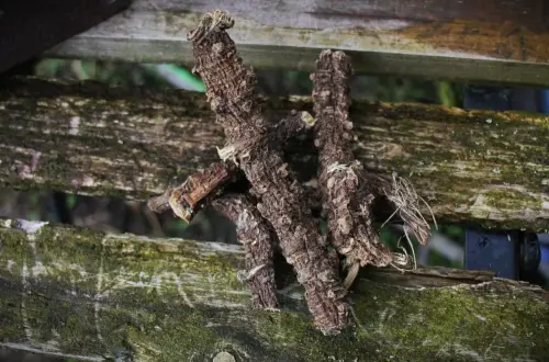 Meisterwurz räuchern: Alpenmagie & Hexenschutz