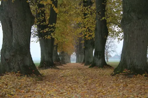 Die Rauhnächte: Mythologie, Bräuche und Traditionen