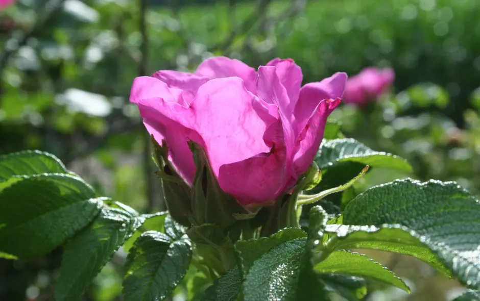 Die Blüten der Kartoffelrosen eignen sich besonders für ein Rosengelee