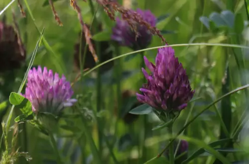 Rotklee: Magisches Räuchern für Liebe und Schutz