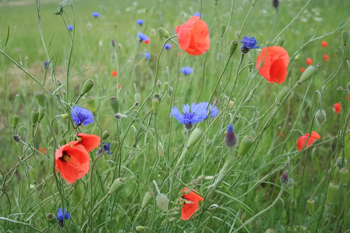 Roter Klatschmohn und blaue Kornblumen auf einer grünen Wiese
